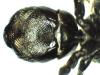 Osmia sp.